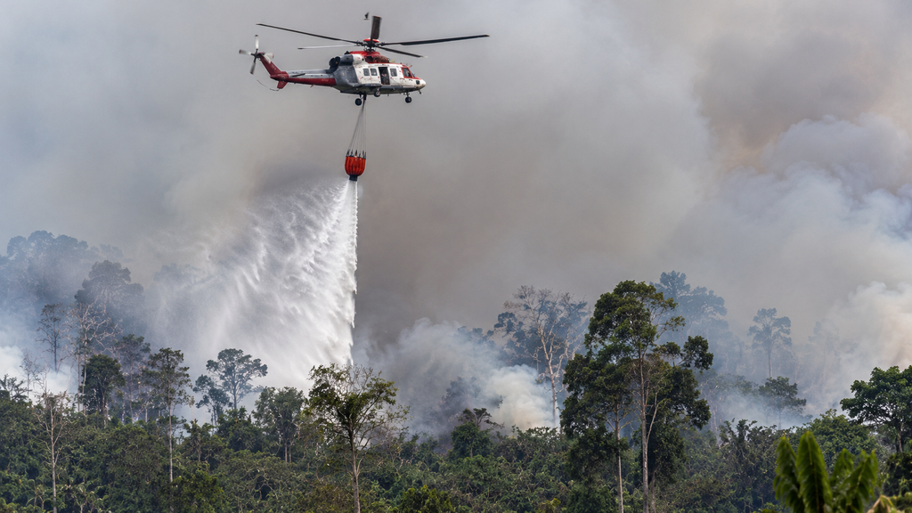 Karhutla Tanjung Puting Tinggal 600 Meter dari Feeding Camp Orangutan 6 Helikopter pemadam kebakaran (water bombing) milik BNPB menjatuhkan air di atas titik panas yang mengepulkan asap di hutan.